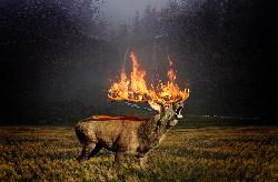 Tristesse Animal Noir / Visuel D'inspiration Tristesse Animal Noir / Visuel D'inspiration